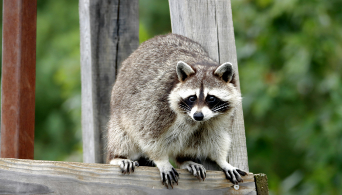 野生動物がきた