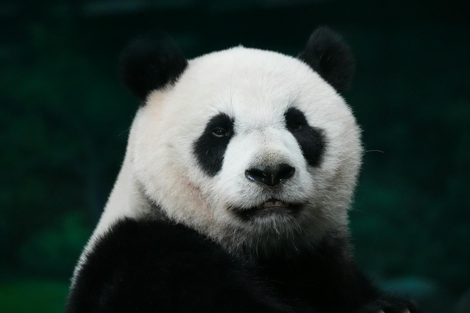 パンダが教えてくれる、失って気づく大切なもの