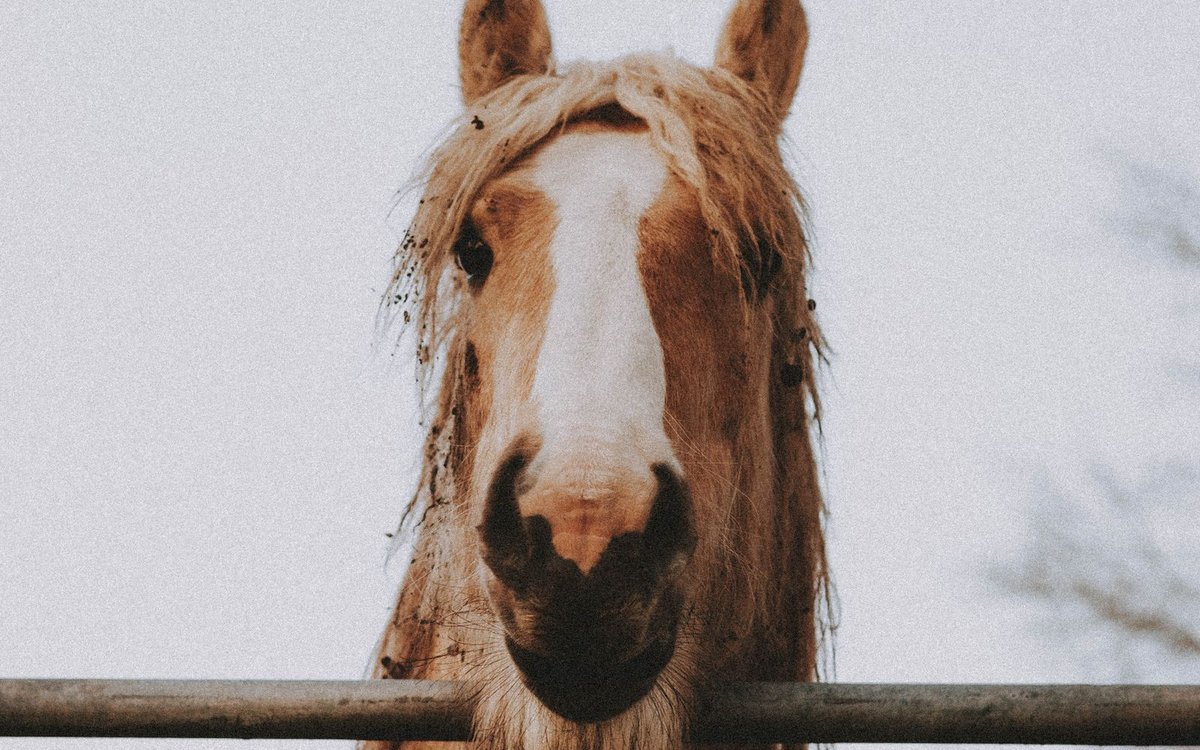 柵越しに顔を寄せる馬