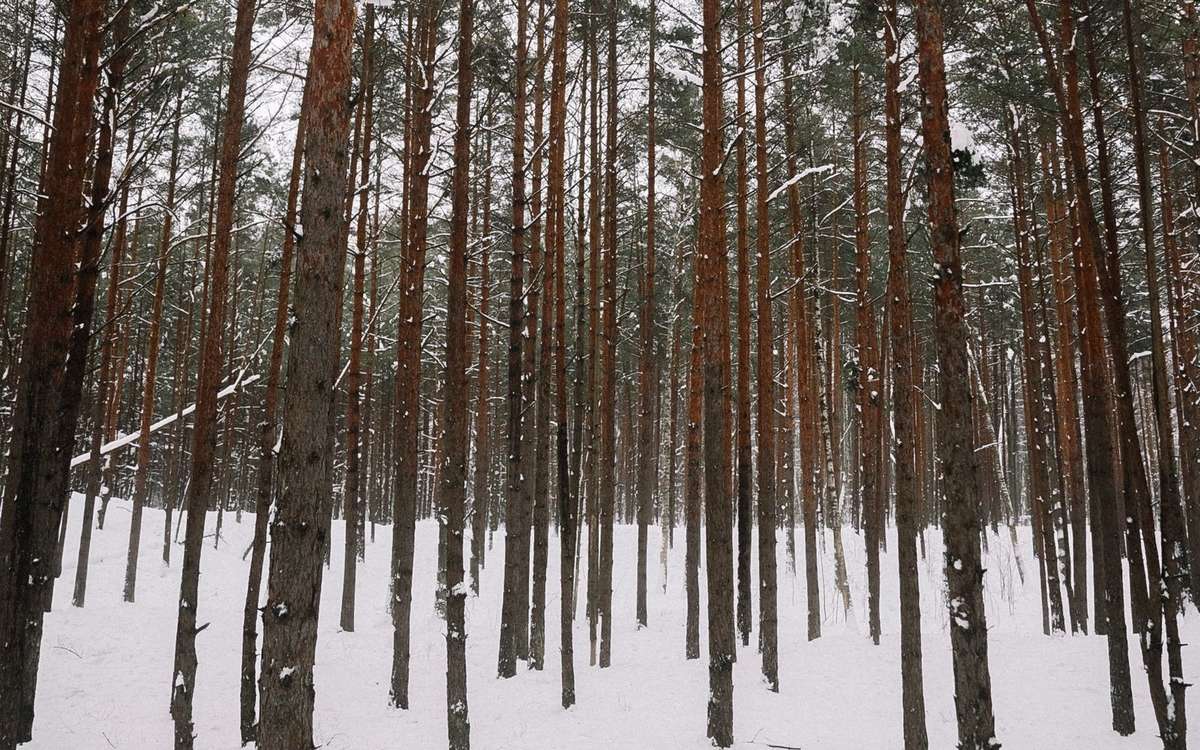 雪化粧した松林