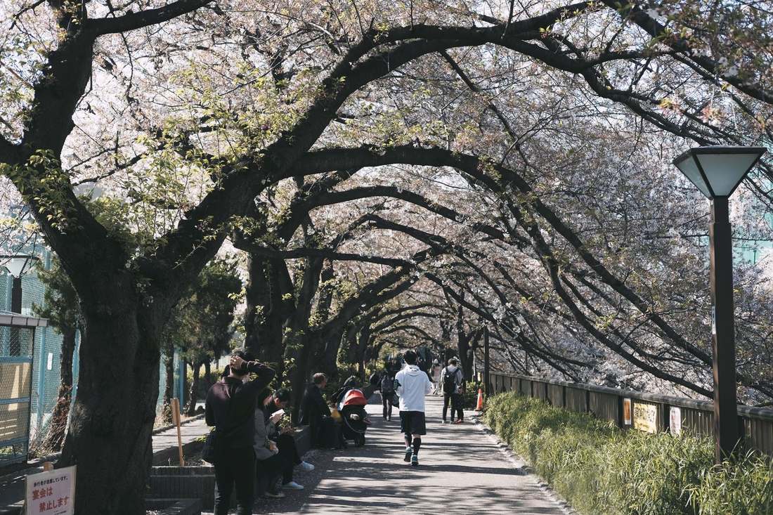 桜並木の下を歩く人々